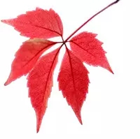 1491815610116762.jpg 640.webp (8).jpg